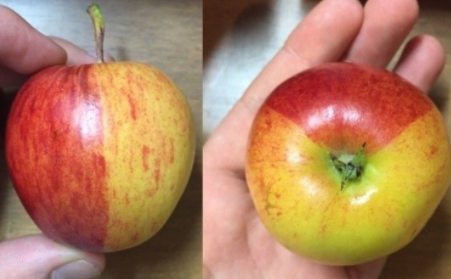 buah segar © 2017 brilio.net buah segar © 2017 brilio.net