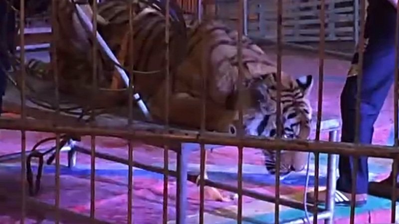 Potret miris harimau diikat supaya bisa ditunggangi pengunjung sirkus