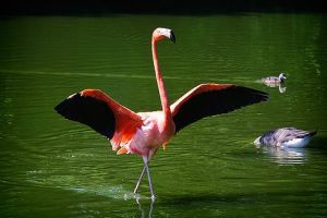 10 Jenis burung air ini singgah di pesisir Bengkulu, bulunya indah lho