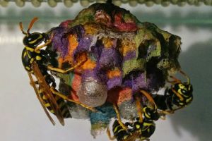 Data ini bukti sengatan tawon ternyata lebih bahaya dari gigitan ular