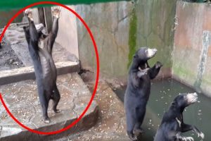 Miris, beruang di kebun binatang Bandung ini kelaparan dan tak terurus