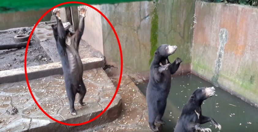 beruang di kebun binatang bandung tak terurus dan kurus  © 2017 berbagai sumber