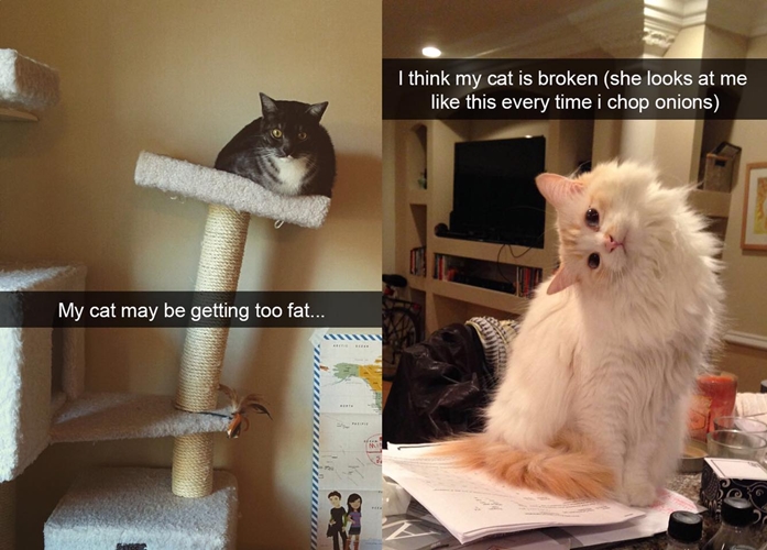 12 Tingkah lucu kucing tertangkap snapchat pemiliknya ini bikin ngakak