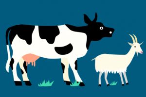 Penyakit antraks serang Jogja, seluruh puskesmas diharap waspada