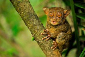 Tak diduga, kukang ternyata banyak dijual secara online