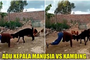 Manusia dan kambing adu kepala, siapa yang menang ya?