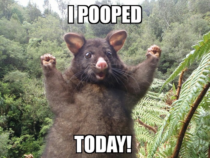 editan possum © 2017 boredpanda.com editan possum © 2017 boredpanda.com