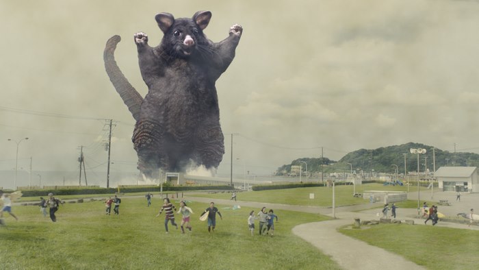 editan possum © 2017 boredpanda.com editan possum © 2017 boredpanda.com