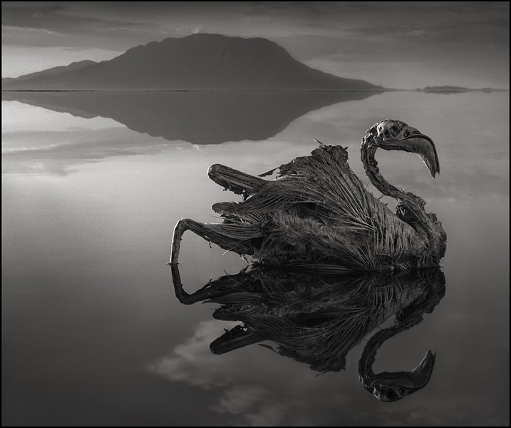 9 Foto ini tunjukkan ganasnya Danau Natron, hewan bisa jadi batu