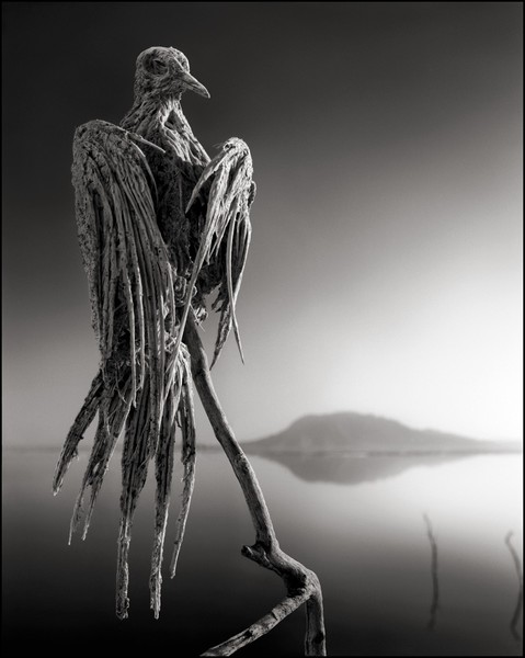 9 Foto ini tunjukkan ganasnya Danau Natron, hewan bisa jadi batu