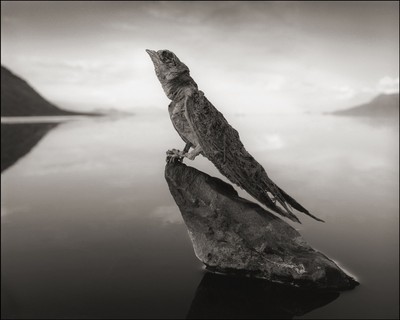 9 Foto ini tunjukkan ganasnya Danau Natron, hewan bisa jadi batu