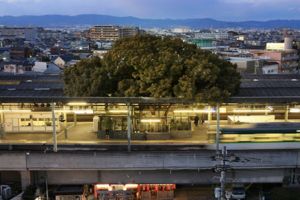 Pohon usia 700 tahun dibiarkan tumbuh di tengah stasiun, ini alasannya