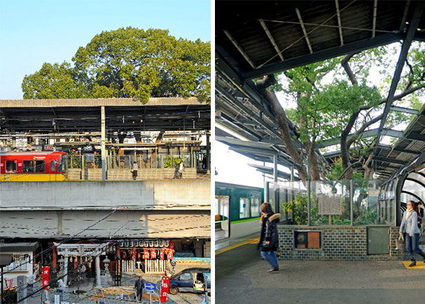 Pohon usia 700 tahun dibiarkan tumbuh di tengah stasiun, ini alasannya