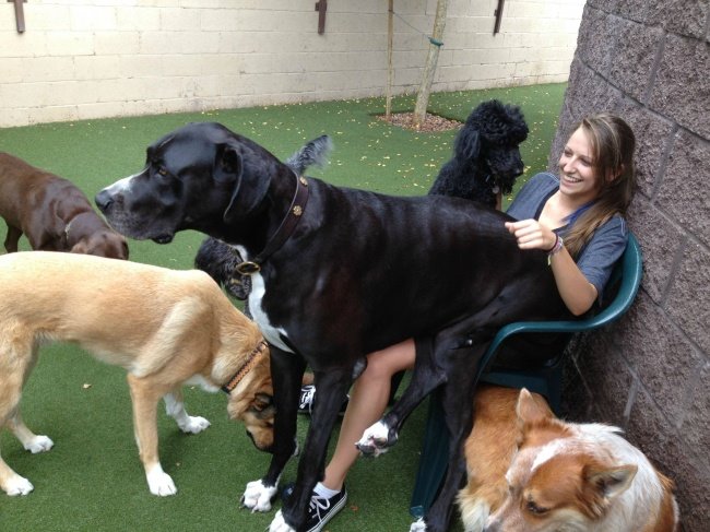 Bukan Photoshop, 10 anjing 'raksasa' ini memang ada di dunia 