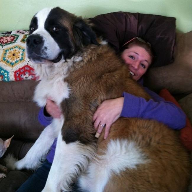 Bukan Photoshop, 10 anjing 'raksasa' ini memang ada di dunia 