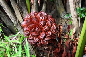 Ini manfaat penting buah nipah bagi bayi yang tak diduga sama sekali