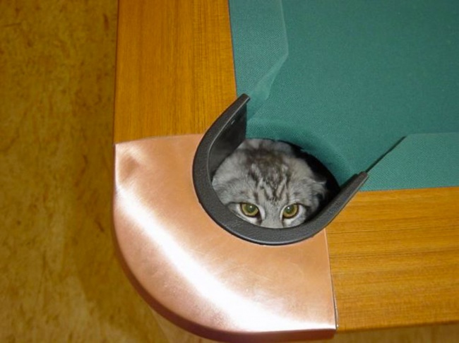 10 Potret Kucing sembunyi di tempat tak terduga, bikin geregetan ya