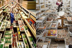 11 Foto koleksi The National Museum of Natural History ini memukau