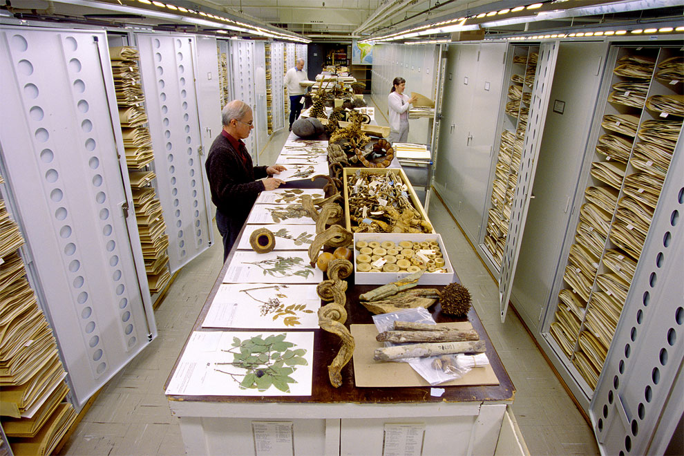 11 Foto koleksi The National Museum of Natural History ini memukau