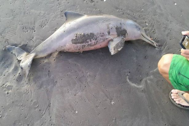 Lumba-lumba langka ini mati setelah dipaksa berfoto selfie di daratan
