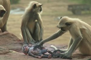 Ekspresi monyet kehilangan temannya ini bikin banyak orang menangis