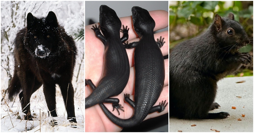 10 Hewan langka berwarna hitam pekat ini tak disangka ada di dunia