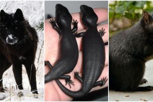 10 Hewan langka berwarna hitam pekat ini tak disangka ada di dunia