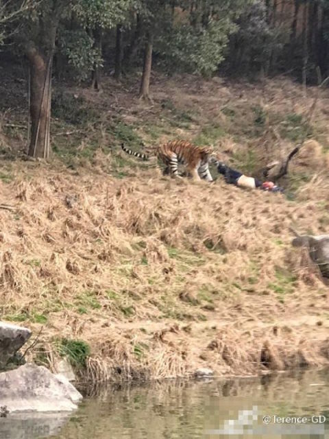 Tragis, seorang pria tewas diterkam harimau di depan anak dan istri