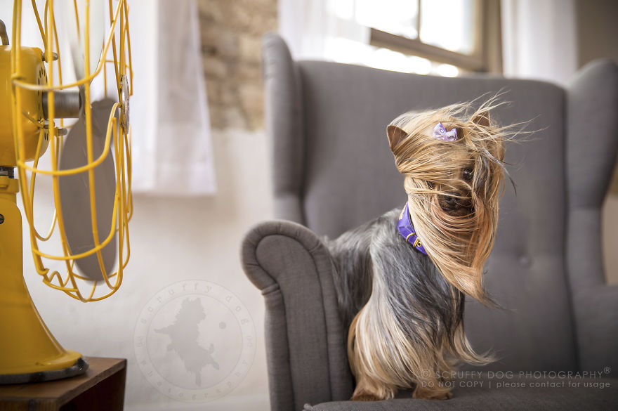 15 Foto anjing vs kipas angin ini lucunya kebangetan