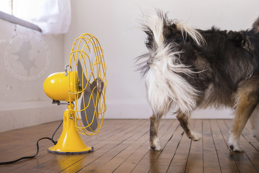 15 Foto anjing vs kipas angin ini lucunya kebangetan