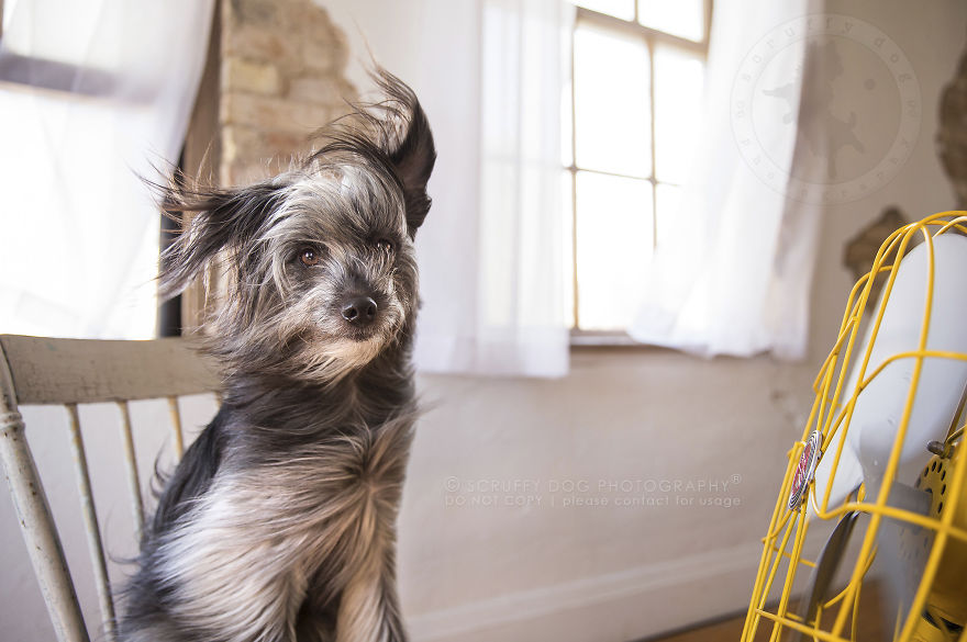 foto anjing vs kipas angin ini lucunya kebangetan © 2017 boredpanda/@Illona Haus