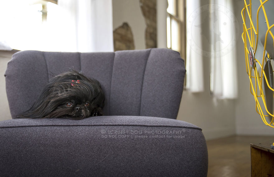 foto anjing vs kipas angin ini lucunya kebangetan © 2017 boredpanda/@Illona Haus