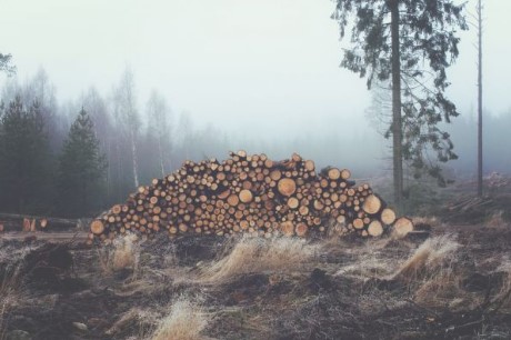 manusia moderen © 2017 brilio.net