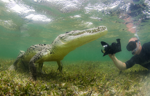Fotografer ini ambil foto buaya close up dalam air, berani banget sih 