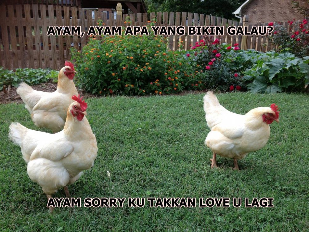 Kenapa ayam merem kalo berkokok