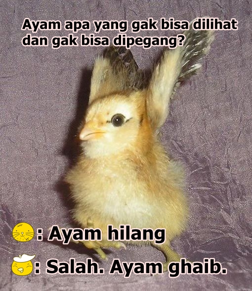 10 Meme Pelesetan Ayam Ini Bikin Geli Gimana Gitu