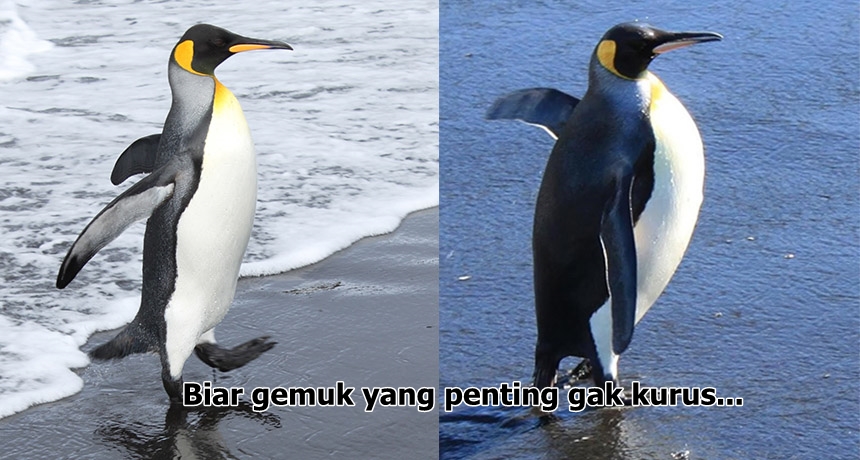 11 meme yang penting © 2017 brilio.net