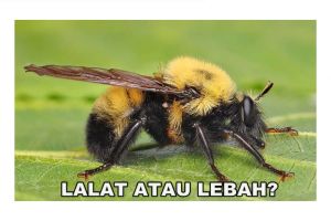 12 Hewan ini bentuknya mirip dengan spesies lain, awas kamu terkecoh