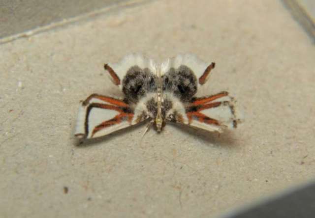 hewan bentuknya mirip © 2017 wittyfeed.com