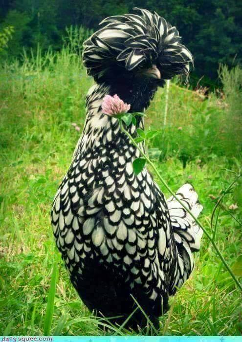 Bulu Ayam © 2017 Istimewa Bulu Ayam © 2017 Istimewa