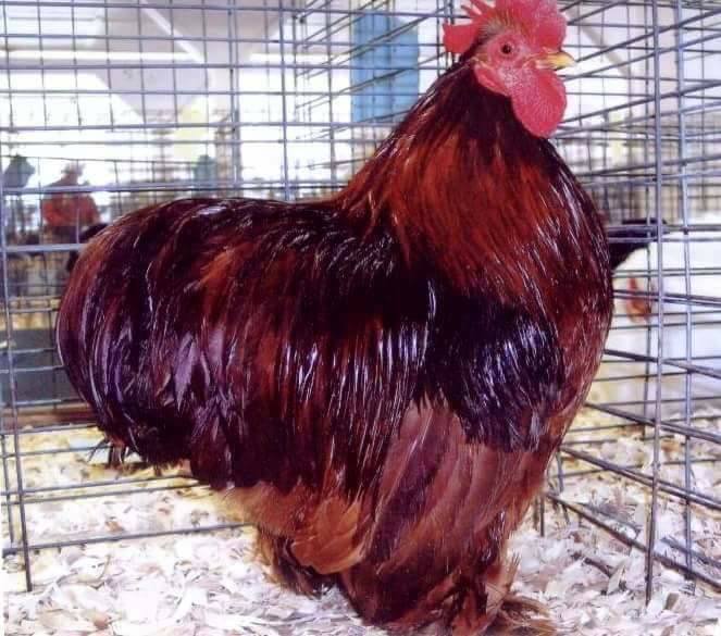 15 Ayam jago ini bulunya indah banget, jarang ada nih