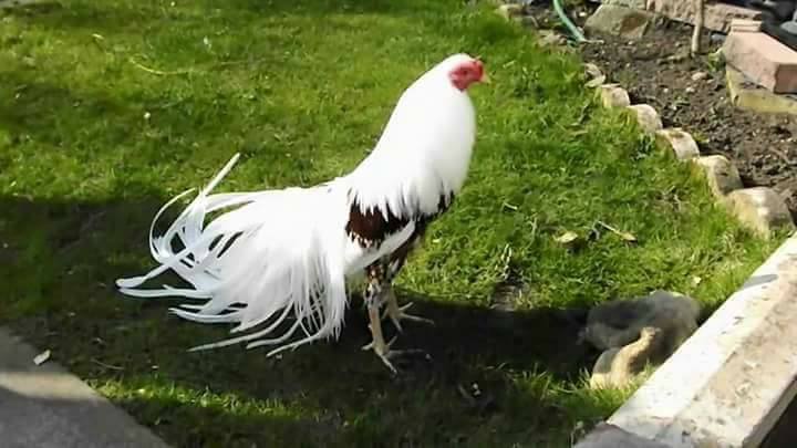 15 Ayam  jago ini bulunya indah banget jarang ada nih