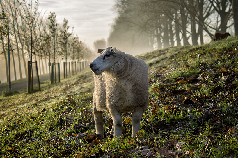 15 Foto hewan saat tubuhnya diedit jadi kotak ini aneh apa ...