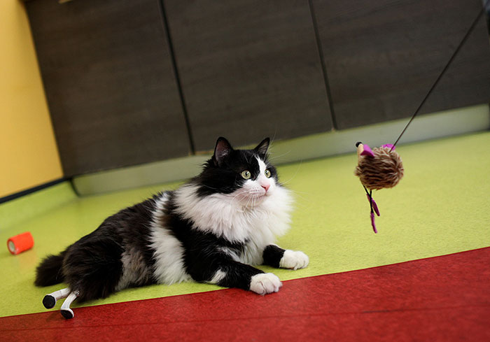 kaki buatan Pooh © 2017 boredpanda.com