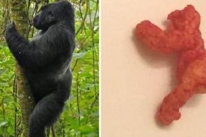 Wow, snack berbentuk mirip gorila ini dijual seharga Rp 1,3 miliar