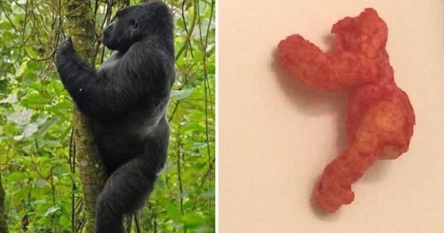 Wow, snack berbentuk mirip gorila ini dijual seharga Rp 1,3 miliar