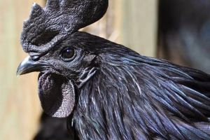 10 Foto ayam cemani, spesies langka yang harganya jutaan rupiah