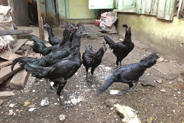 10 Foto ayam cemani, spesies langka yang harganya jutaan rupiah