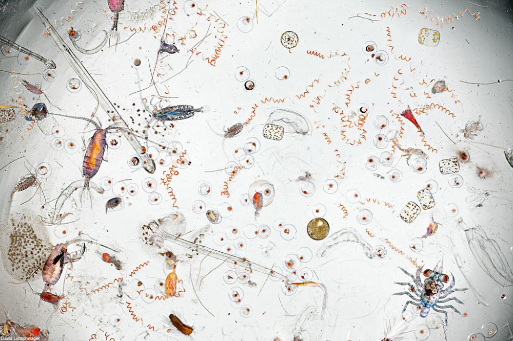 Fotografer ini buktikan ada puluhan makhluk hidup di setetes air laut