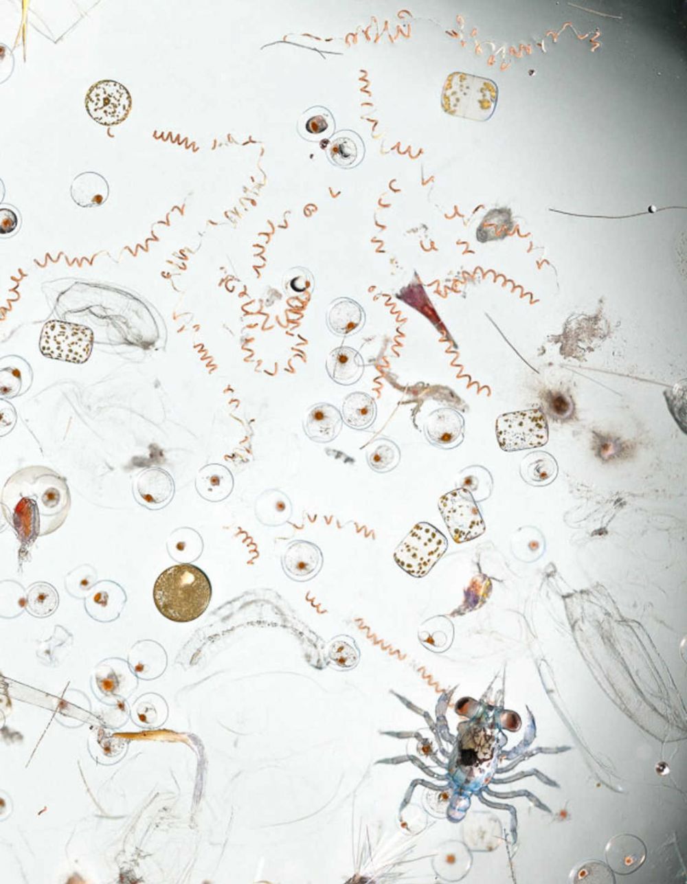Fotografer ini buktikan ada puluhan makhluk hidup di setetes air laut